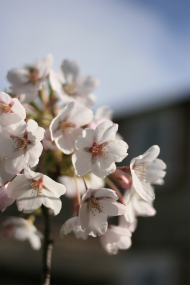 ソメイヨシノで桜の塩漬け_a0215008_4573224.jpg