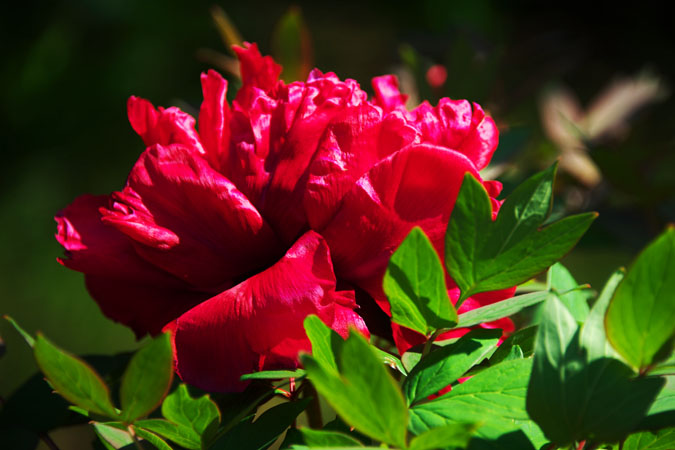 a0263109_13242453.jpg