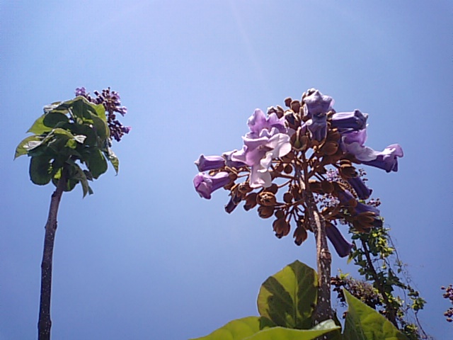 桐の花と500円硬貨…2013・4・25_f0231709_2225278.jpg