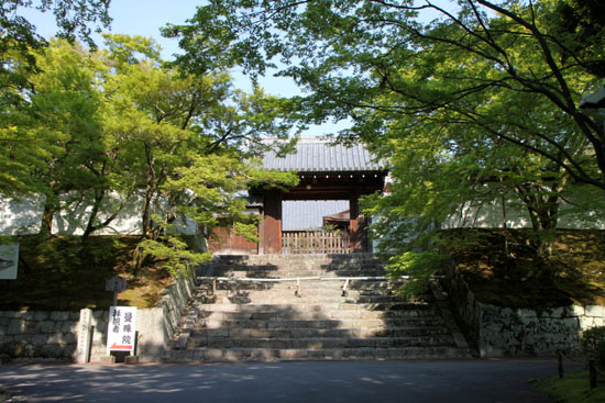 曼殊院 霧島ツツジ 咲き始め_e0048413_20161657.jpg