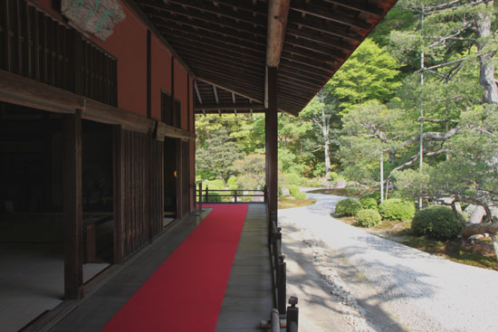 曼殊院 霧島ツツジ 咲き始め_e0048413_20175684.jpg