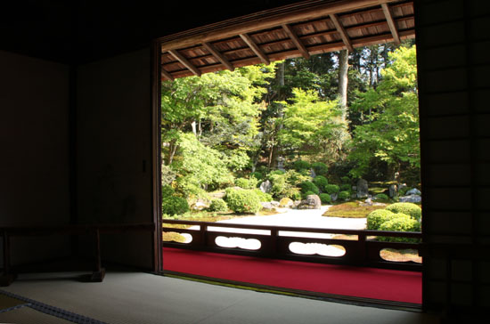 曼殊院 霧島ツツジ 咲き始め_e0048413_2018147.jpg