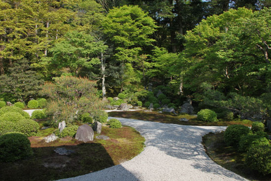 曼殊院　霧島ツツジ　咲き始め_e0048413_20183882.jpg