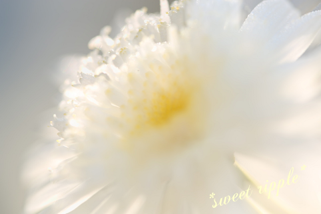 b0283619_22322954.png