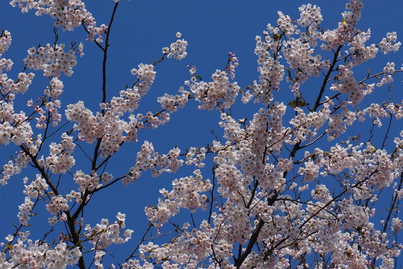 本荘公園の桜、最新情報！_d0224624_1843927.jpg