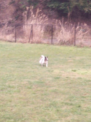 e0255026_23414798.gif