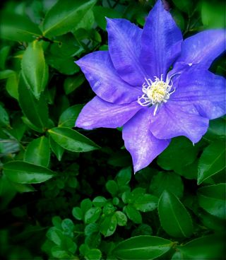 青い花 Tokyo Milano Paris 南の島 日本の山 時々猫 2 青い花 Tokyo Milano Paris 南の島 日本の山 時々猫 2