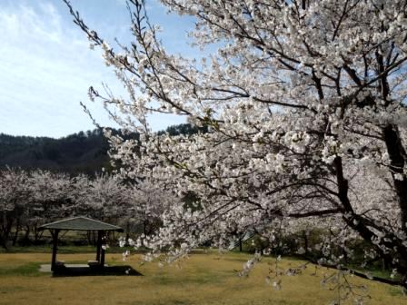 百花繚乱~「ミツマタ」の花開く_b0206037_9315938.jpg