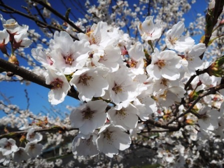百花繚乱~「ミツマタ」の花開く_b0206037_9324879.jpg