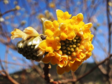 百花繚乱~「ミツマタ」の花開く_b0206037_9395145.jpg