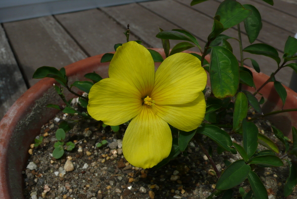 ウンナンゲッコウカ 雲南月光花 キバナアマ 黄花亜麻 レインワルティア 迎春柳 うちのにわ