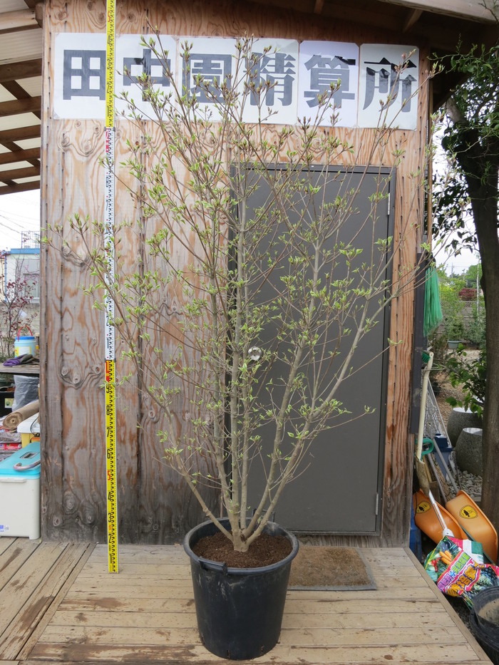 ヤマボウシ ウルフアイ 本株立ち 販売 画像 写真 価格 値段 庭木 安行 植木 田中園 Shop Tanakaen Jp Web Magazine