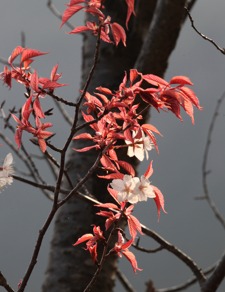 曽爾村　小長尾　屏風岩遠望　桜_c0108146_23222658.jpg