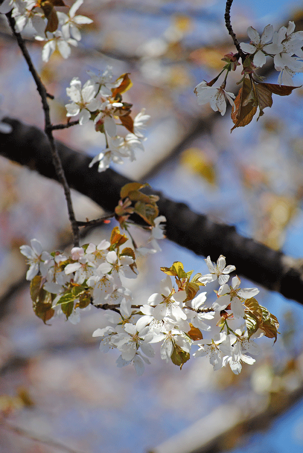 a0001354_19392657.gif