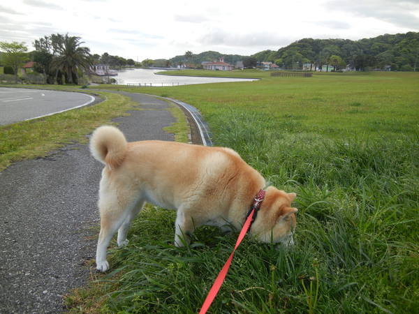 ’13,4,25(木)今日もいろんなお花が~!_f0060461_12373351.jpg