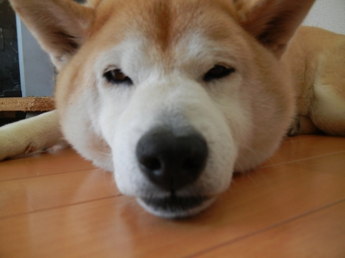 ’13,4,25(木)今日もいろんなお花が~!_f0060461_16271629.jpg