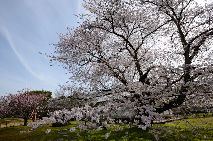 京都 醍醐寺 霊宝館 ~桜~_f0222161_9275414.jpg