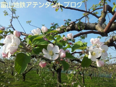 富山地鉄の花便り2013＠りんごの花_a0243562_19302319.jpg