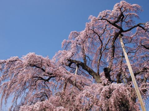 福島へ桜めぐりの旅 ～ その５、三春滝桜（後編）_e0045768_22122667.jpg