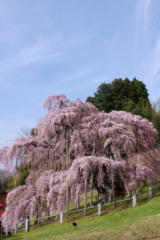 福島へ桜めぐりの旅 ～ その５、三春滝桜（後編）_e0045768_22389.jpg