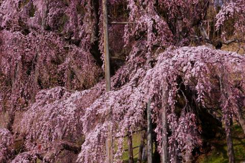 福島へ桜めぐりの旅 ～ その５、三春滝桜（後編）_e0045768_2242922.jpg