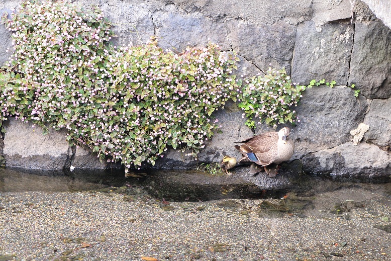 生まれてます。_b0016474_15435343.jpg