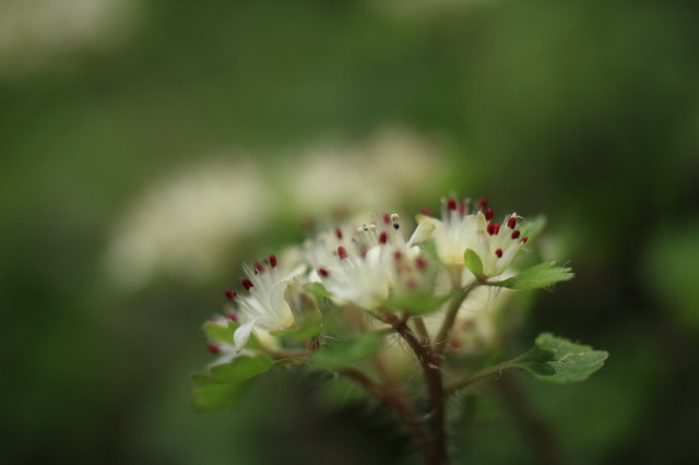 沢沿いの花々_c0148777_1983056.jpg