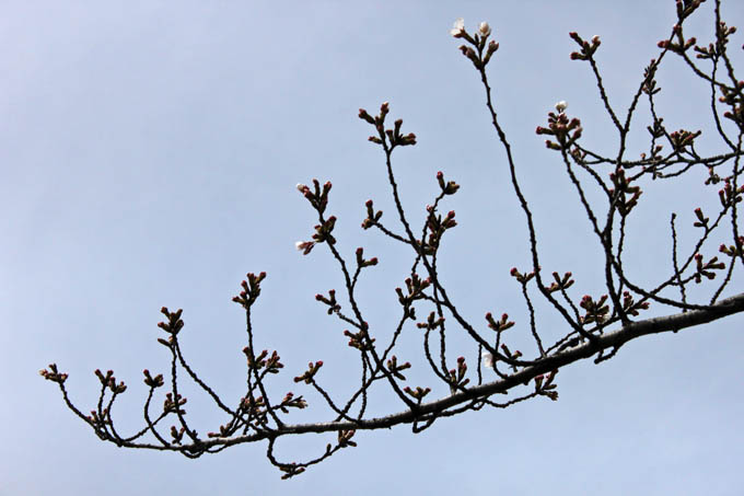 3月23日、上谷沼の桜_e0112077_7361128.jpg