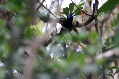 野鳥たち!!4/19~4/25_b0084378_1035245.jpg