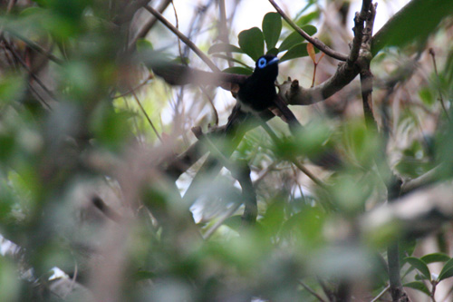 野鳥たち！！4/19～4/25_b0084378_1035245.jpg