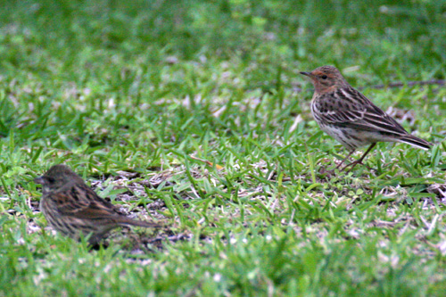 野鳥たち!!4/19~4/25_b0084378_10403576.jpg