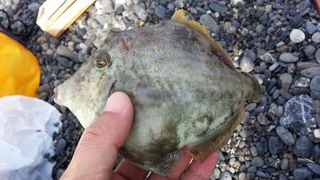 七目釣り_f0228680_9455936.jpg