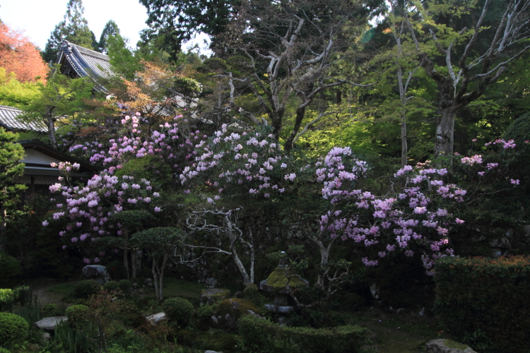 三千院_e0051888_016149.jpg