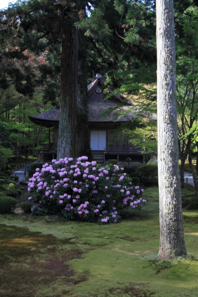 三千院_e0051888_0172834.jpg
