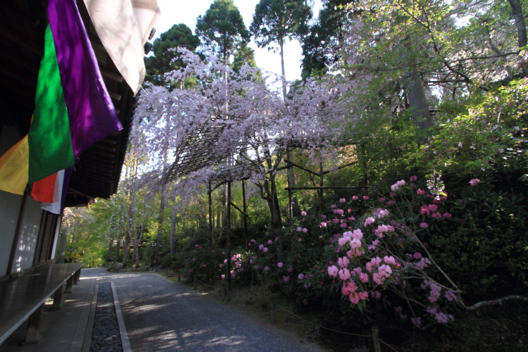 三千院_e0051888_0184883.jpg