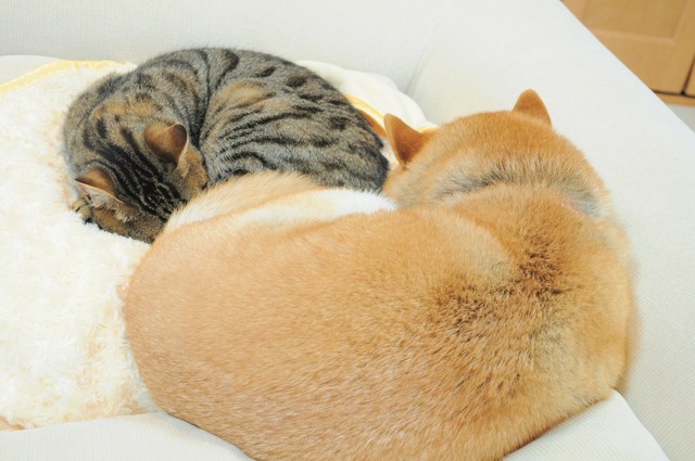 ついパチリ_a0126590_22273335.jpg