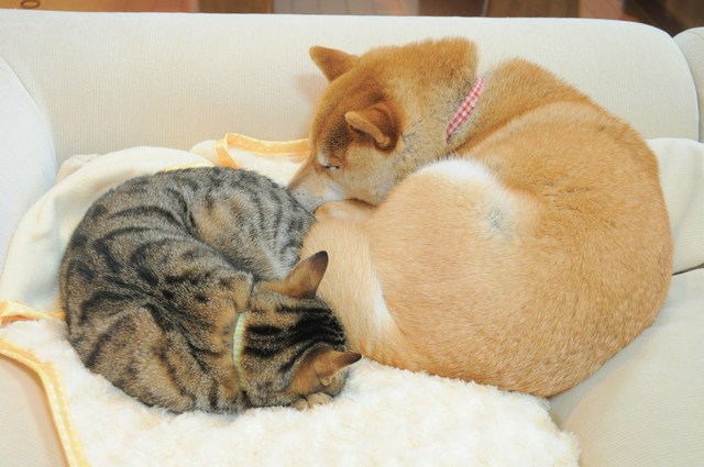 ついパチリ_a0126590_22405564.jpg