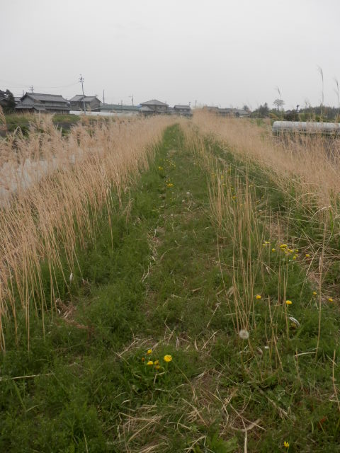 a0275492_33665.jpg