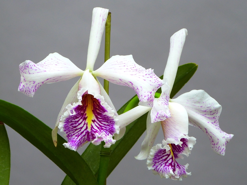 Cattleya maxima fma. semi-alba 'La Pedrena' : 花咲か父さん 洋らん栽培
