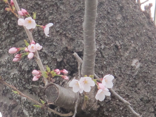 小雨の中の満開の桜は米沢キャンパス（４）_c0075701_23271119.jpg