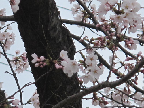 小雨の中の満開の桜は米沢キャンパス（４）_c0075701_23272046.jpg