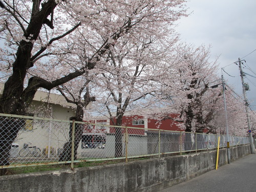 小雨の中の満開の桜は米沢キャンパス（７）_c0075701_23451183.jpg