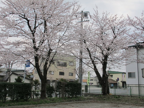 小雨の中の満開の桜は米沢キャンパス（１）_c0075701_2372315.jpg