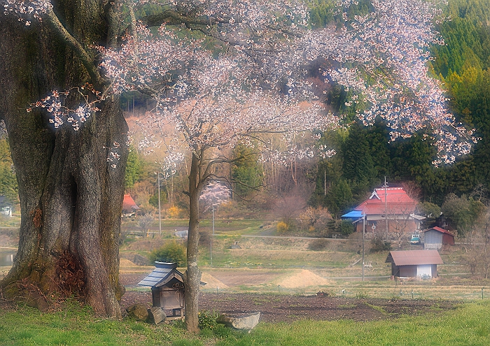 ”千鳥別尺のヤマザクラ”　最終章_a0140608_1481679.jpg