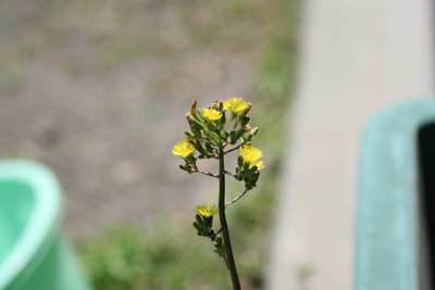 明日からGW_e0179508_141691.jpg