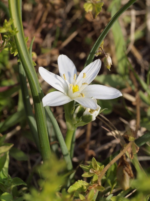 大甘菜（オオアマナ）_c0116915_051491.jpg