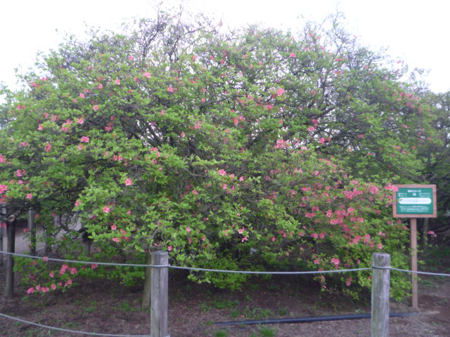 館林「つつじが岡公園」開花状況_f0239515_21483868.jpg