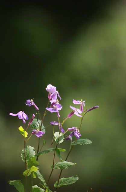 大根の花 むらさき はなな 気の向くままに