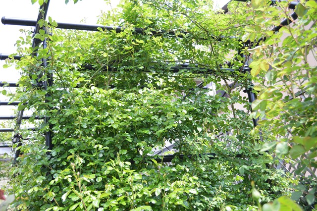 d0096422_14121469.jpg
