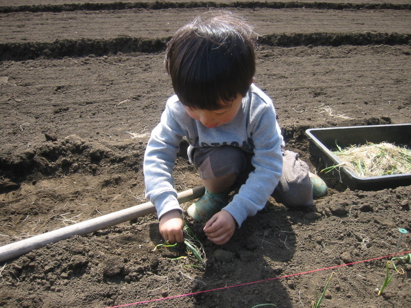 家族で畑！玉ねぎの苗定植。_c0289626_23103611.jpg